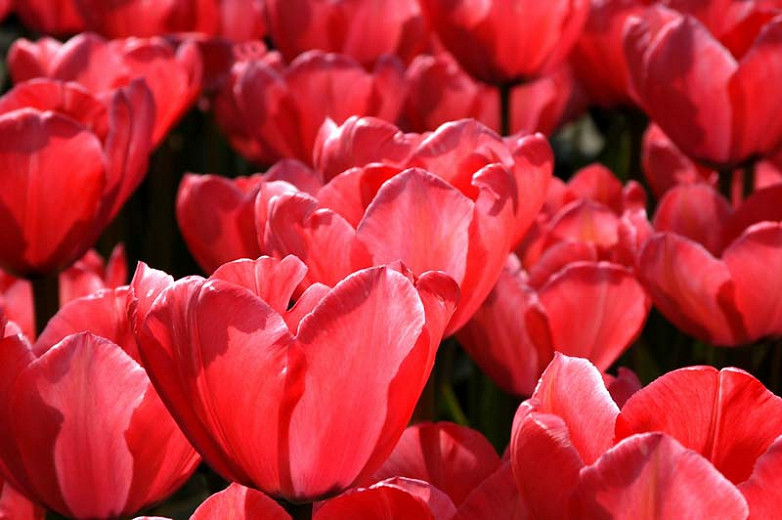 Tulipa 'Acropolis', Tulip 'Acropolis', Darwin Hybrid Tulip 'Acropolis', Darwin Hybrid Tulips, Spring Bulbs, Spring Flowers, Red Tulip